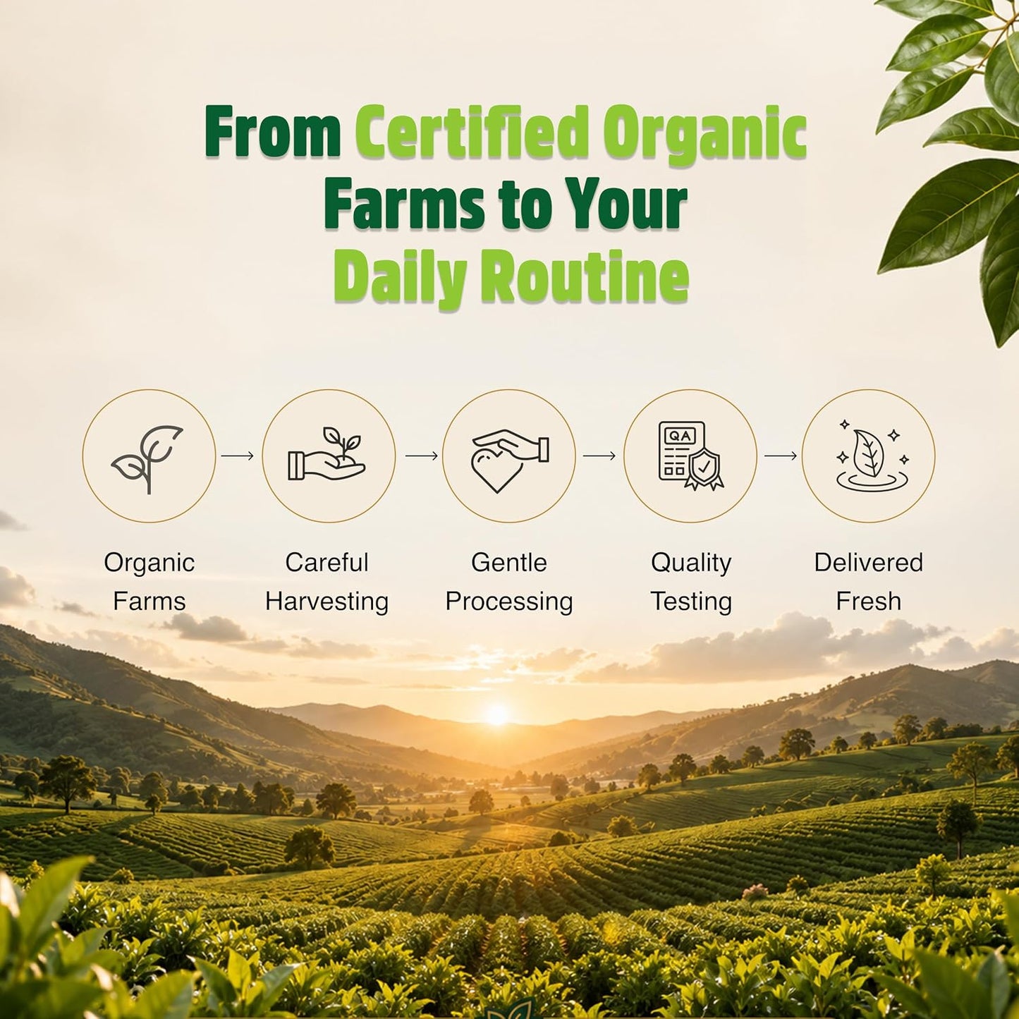 Orgaheal Organic Plant Protein Powder – 980g | Unflavoured